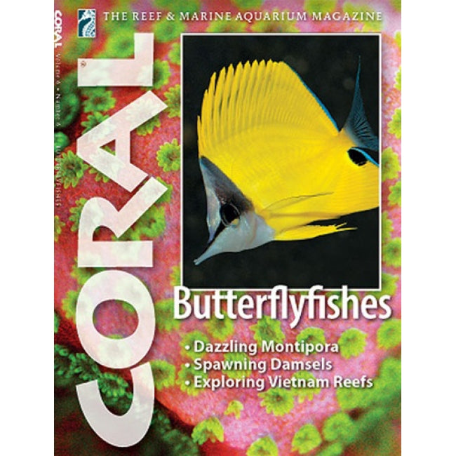 Coral - Butterflyfishes