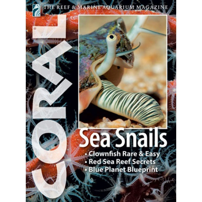 Coral - Sea Snails