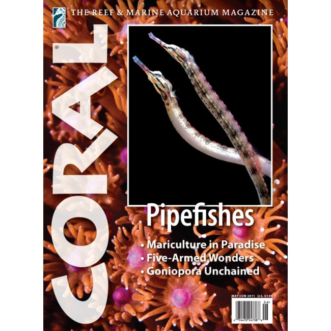 Coral - Pipefishes