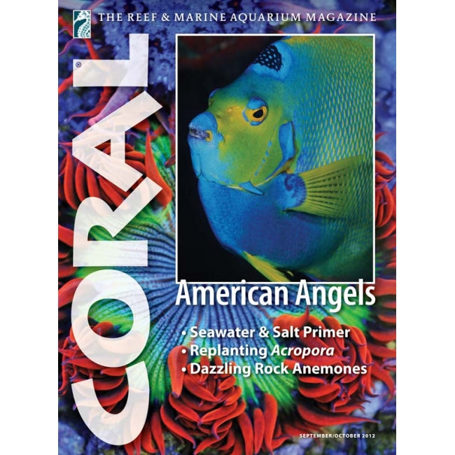 Coral - American Angels